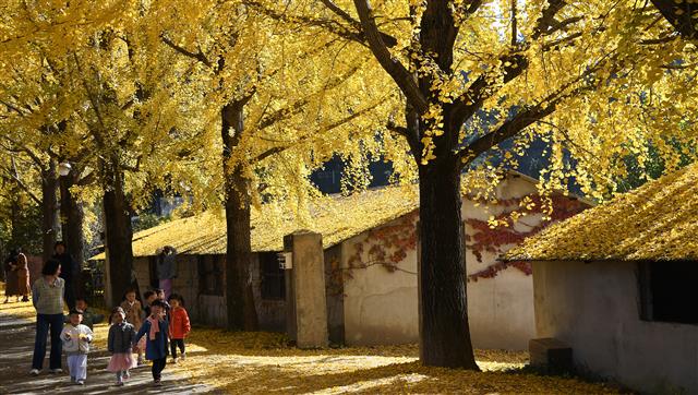 ‘황금빛 단풍 산책’