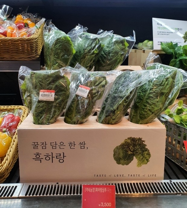 현대백화점 전 지점(17개)에서 계약 재배 형태로 판매되고 있는 기능성 상추 ‘흑하랑’이 서울 강남구 현대백화점 무역센터점에 진열돼 있다. 전남도농업기술원 제공