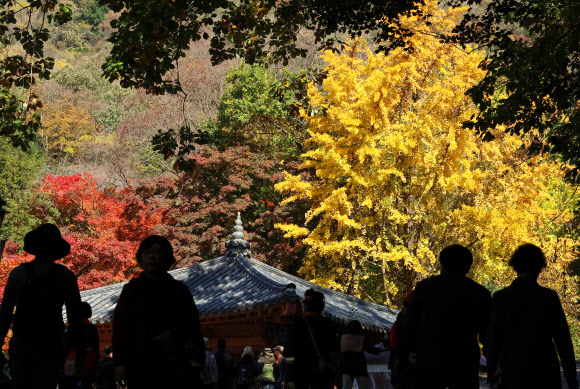 2일 전남 장성군 내장산국립공원 백양사를 찾은 시민들이 단풍 든 나무 주위를 거닐며 가을을 만끽하고 있다. 백양사의 단풍은 어린아이의 손처럼 작아 아기단풍이라 불린다. 2023.11.2. 연합뉴스