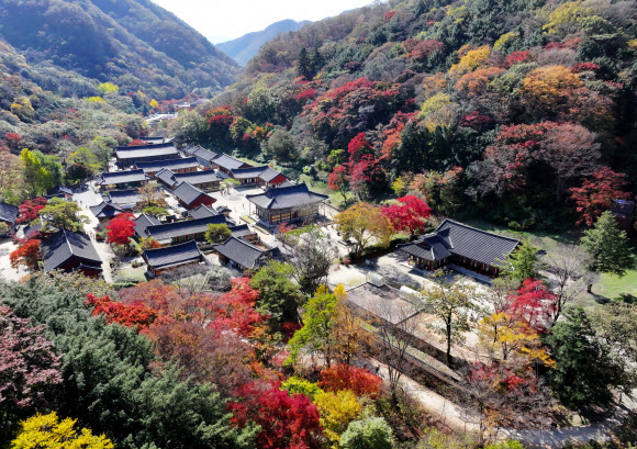 2일 전남 장성 내장산국립공원 백양사 일대에 단풍이 붉게 물들고 있다. 백양사의 단풍은 어린아이의 손처럼 작아 아기단풍이라 불린다. 2023.11.2. 연합뉴스