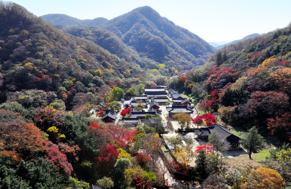 2일 전남 장성 내장산국립공원 백양사 일대에 단풍이 붉게 물들고 있다. 백양사의 단풍은 어린아이의 손처럼 작아 아기단풍이라 불린다 2023.11.2. 연합뉴스