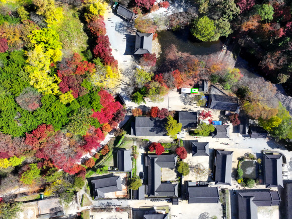 2일 전남 장성 내장산국립공원 백양사 일대에 단풍이 붉게 물들고 있다. 백양사의 단풍은 어린아이의 손처럼 작아 아기단풍이라 불린다 2023.11.2. 연합뉴스