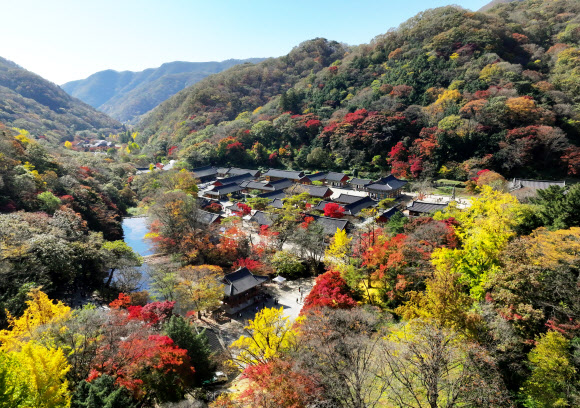 2일 전남 장성 내장산국립공원 백양사 일대에 단풍이 붉게 물들고 있다. 백양사의 단풍은 어린아이의 손처럼 작아 아기단풍이라 불린다. 2023.11.2. 연합뉴스