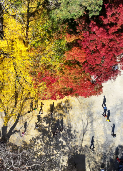 2일 전남 장성군 내장산국립공원 백양사를 찾은 시민들이 단풍나무 아래를 거닐며 가을을 만끽하고 있다. 백양사의 단풍은 어린아이의 손처럼 작아 아기단풍이라 불린다. 2023.11.2. 연합뉴스