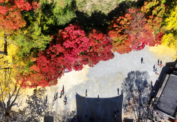 2일 전남 장성군 내장산국립공원 백양사를 찾은 시민들이 단풍나무 아래를 거닐며 가을을 만끽하고 있다. 백양사의 단풍은 어린아이의 손처럼 작아 아기단풍이라 불린다. 2023.11.2. 연합뉴스