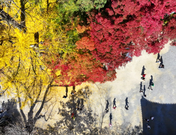 2일 전남 장성군 내장산국립공원 백양사를 찾은 시민들이 단풍나무 아래를 거닐며 가을을 만끽하고 있다. 백양사의 단풍은 어린아이의 손처럼 작아 아기단풍이라 불린다. 2023.11.2. 연합뉴스