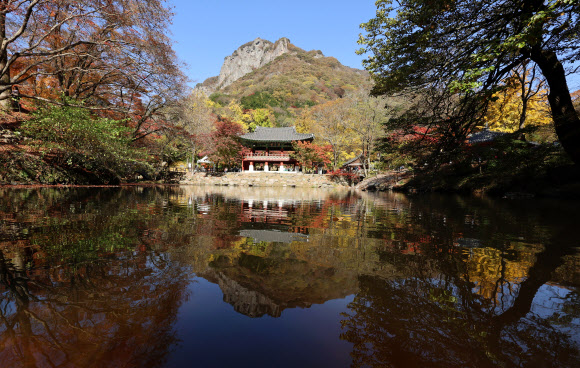2일 전남 장성 내장산국립공원 백양사 일대에 단풍이 붉게 물들고 있다. 2023.11.2 연합뉴스