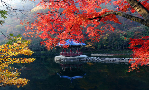 2일 전북 정읍시 내장산의 단풍이 가을빛으로 물들어 가고 있다. 전국 최고의 단풍 명소로 꼽히는 내장산 단풍은 주말인 오는 4일부터 다음 주까지 절정에 이를 것으로 예상된다. 2023.11.2. 정읍시 제공