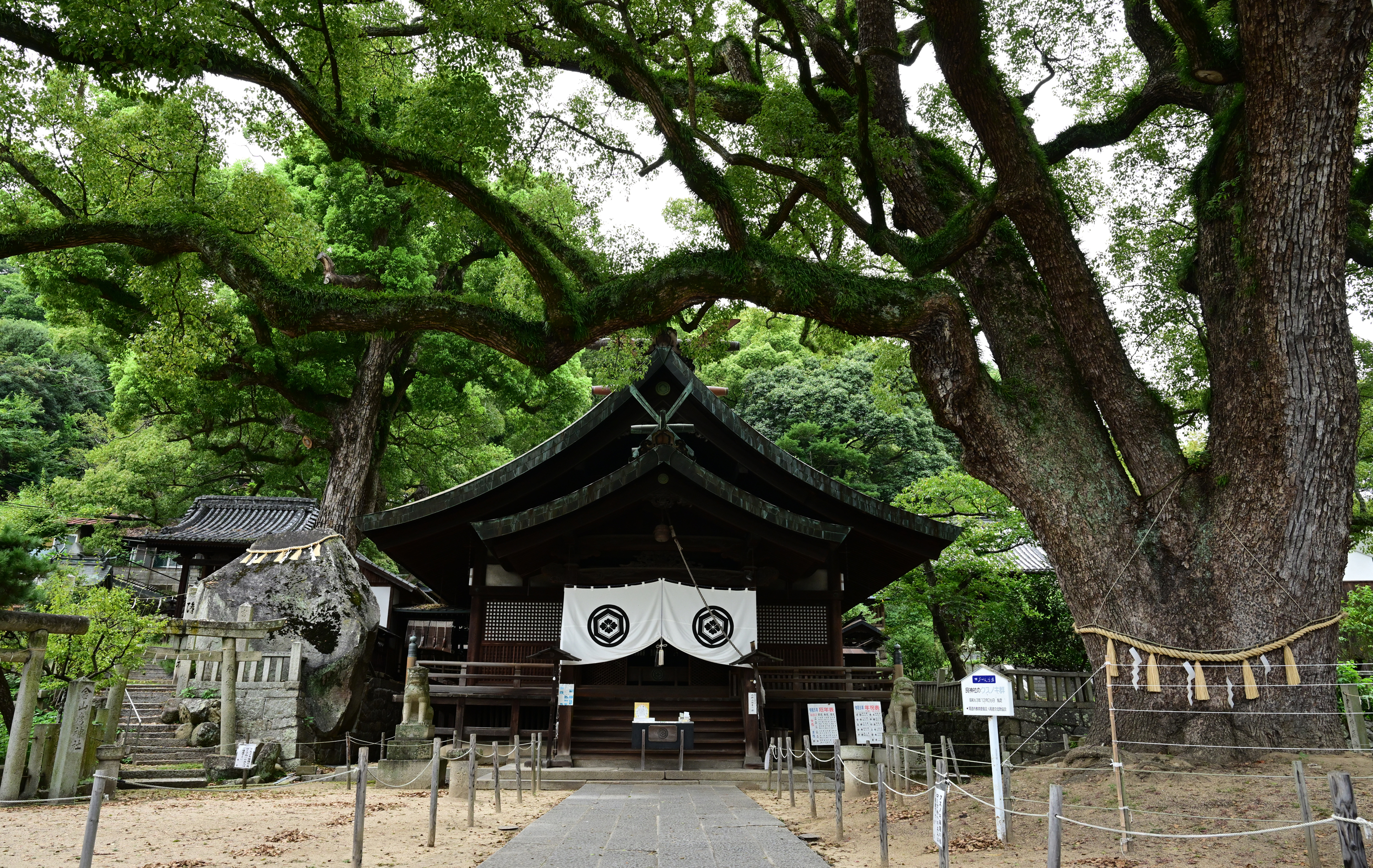 오노미치시에서 가장 먼저 세워진 우시토라 신사. 수령 900년을 넘나드는 경내 녹나무는 기가 센 ‘파워 스폿’으로 유명하다.