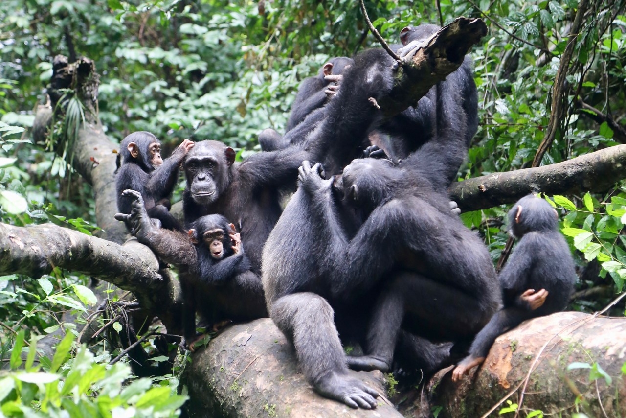 인간과 유전적으로 가장 가까운 침팬지들도 상대 종족과 전쟁을 피하기 위해 지형지물을 이용한다는 사실이 처음 밝혀졌다. 고지대에 올라가 상대방의 정보를 수집하고 충돌 대신 위험부담이 적은 방식으로 집단 행동한다는 것이 확인됐다.  네이처 제공