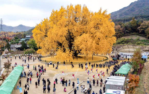 2023 반계리 은행나무 축제가 열린 3일 원주시 문막읍 반계리 800년 된 대형 은행나무가 완전히 노랗게 물들어 방문객에게 완연한 가을빛을 선사하고 있다. 2023.11.3. 원주시 제공