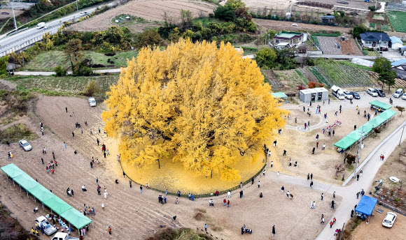 2023 반계리 은행나무 축제가 열린 3일 원주시 문막읍 반계리 800년 된 대형 은행나무가 완전히 노랗게 물들어 방문객에게 완연한 가을빛을 선사하고 있다. 2023.11.3. 원주시 제공