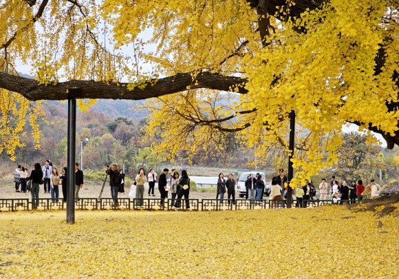 2023 반계리 은행나무 축제가 열린 3일 원주시 문막읍 반계리 마을을 찾은 방문객들이 온통 노랗게 물든 800년 된 대형 은행나무를 바라보며 깊어져 가는 가을 정취를 느끼고 있다. 2023.11.3 연합뉴스