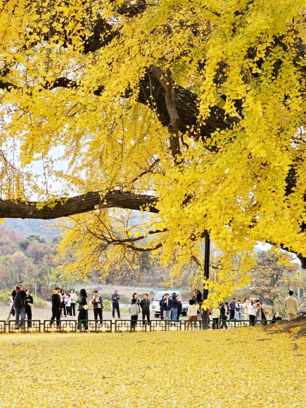 2023 반계리 은행나무 축제가 열린 3일 원주시 문막읍 반계리 마을을 찾은 방문객들이 온통 노랗게 물든 800년 된 대형 은행나무를 바라보며 깊어져 가는 가을 정취를 느끼고 있다. 2023.11.3 연합뉴스