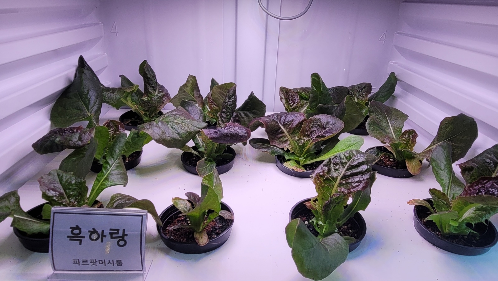 식물재배기에서 자라고 있는 기능성 상추 ‘흑하랑’ 모습. 순천 강주리 기자