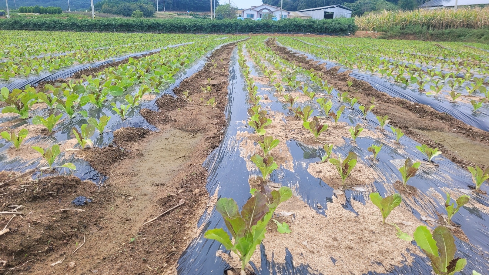 전남 함평의 밭에서 키가 120㎝ 안팎으로 자라면 잎과 줄기대를 기계로 한꺼번에 재배하기 위해 흑하랑 상추 좌우로 고랑이 파여져 있다. 강주리 기자