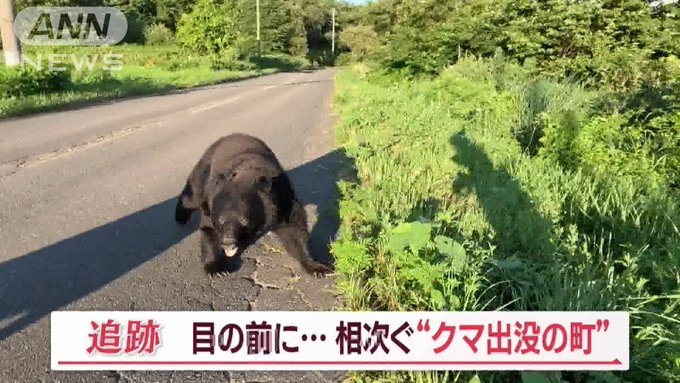 지난달 일본에서 곰 피해자가 71명으로 역대 가장 많았던 것으로 알려지면서 전국에 비상이 걸렸다. 일본 민영 방송인 아사히뉴스네트워크(ANN) 취재진은 지난 4일 곰 피해를 취재하다 실제 곰을 맞닥뜨리기까지 했다. ANN 뉴스 캡처