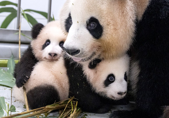 함께 생활하게 된 엄마와 쌍둥이 판다