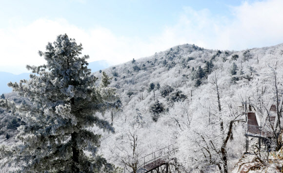 절기상 겨울의 시작을 알리는 입동을 하루 앞둔 7일 강원 평창군 발왕산(해발 1천458m)에 상고대가 활짝 펴 있다. 기상청은 이번 추위가 내일까지 이어질 것으로 내다봤다. 2023.11.7 연합뉴스