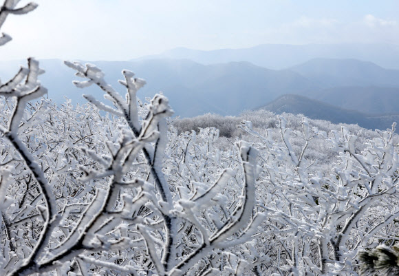 절기상 겨울의 시작을 알리는 입동을 하루 앞둔 7일 강원 평창군 발왕산(해발 1천458m)에 상고대가 활짝 펴 있다. 기상청은 이번 추위가 내일까지 이어질 것으로 내다봤다. 2023.11.7 연합뉴스