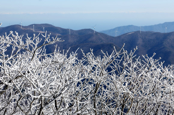 절기상 겨울의 시작을 알리는 입동을 하루 앞둔 7일 강원 평창군 발왕산(해발 1천458m)에 상고대가 활짝 펴 있다. 기상청은 이번 추위가 내일까지 이어질 것으로 내다봤다. 2023.11.7 연합뉴스