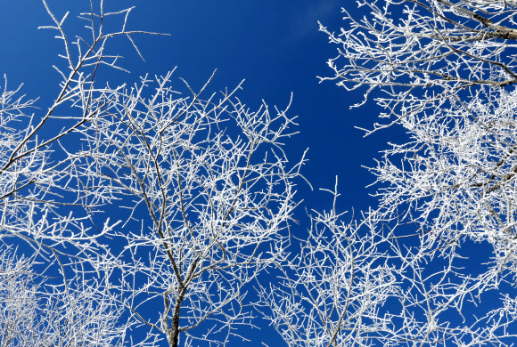 절기상 겨울의 시작을 알리는 입동을 하루 앞둔 7일 강원 평창군 발왕산(해발 1천458m)에 상고대가 활짝 펴 있다. 기상청은 이번 추위가 내일까지 이어질 것으로 내다봤다. 2023.11.7 연합뉴스