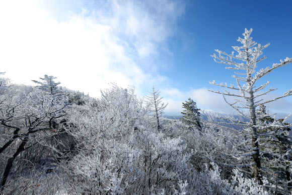 절기상 겨울의 시작을 알리는 입동을 하루 앞둔 7일 강원 평창군 발왕산(해발 1천458m)에 상고대가 활짝 펴 있다. 기상청은 이번 추위가 내일까지 이어질 것으로 내다봤다. 2023.11.7 연합뉴스