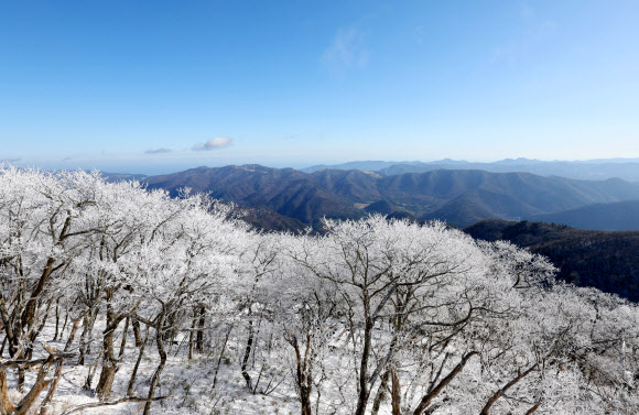 절기상 겨울의 시작을 알리는 입동을 하루 앞둔 7일 강원 평창군 발왕산(해발 1천458m)에 상고대가 활짝 펴 있다. 기상청은 이번 추위가 내일까지 이어질 것으로 내다봤다. 2023.11.7 연합뉴스
