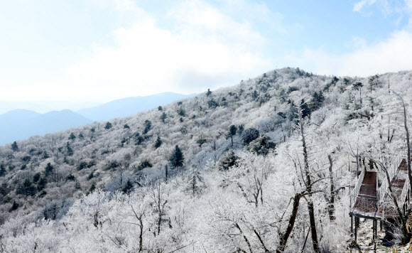 절기상 겨울의 시작을 알리는 입동을 하루 앞둔 7일 강원 평창군 발왕산(해발 1천458m)에 상고대가 활짝 펴 있다. 기상청은 이번 추위가 내일까지 이어질 것으로 내다봤다. 2023.11.7 연합뉴스