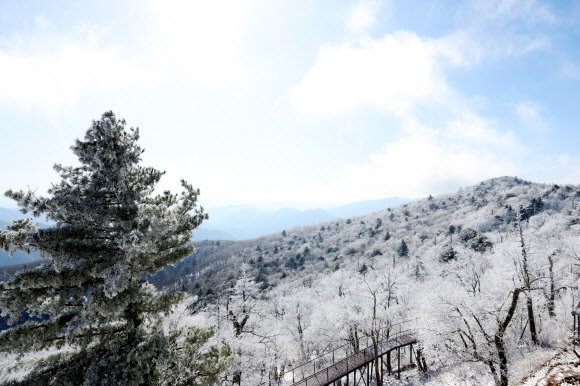 절기상 겨울의 시작을 알리는 입동을 하루 앞둔 7일 강원 평창군 발왕산(해발 1천458m)에 상고대가 활짝 펴 있다. 기상청은 이번 추위가 내일까지 이어질 것으로 내다봤다. 2023.11.7 연합뉴스