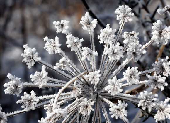 절기상 겨울의 시작을 알리는 입동을 하루 앞둔 7일 강원 평창군 발왕산(해발 1천458m)에 상고대가 활짝 펴 있다. 기상청은 이번 추위가 내일까지 이어질 것으로 내다봤다. 2023.11.7 연합뉴스