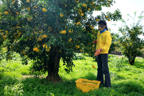 김건희 여사가 7일 전남 고흥군 유자체험농장에서 유자를 따고 있다. 2023.11.7. 대통령실 제공