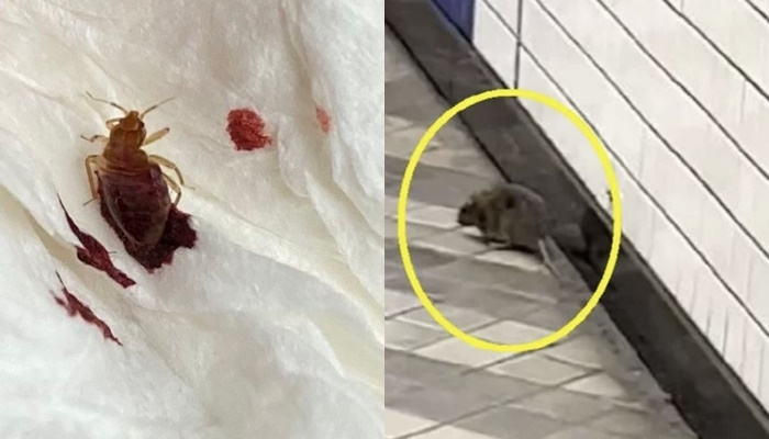 기차와 지하철을 이용한 뒤 빈대를 발견했다는 글쓴이. 지하철 역사에서 발견된 쥐. 온라인커뮤니티, 연합뉴스
