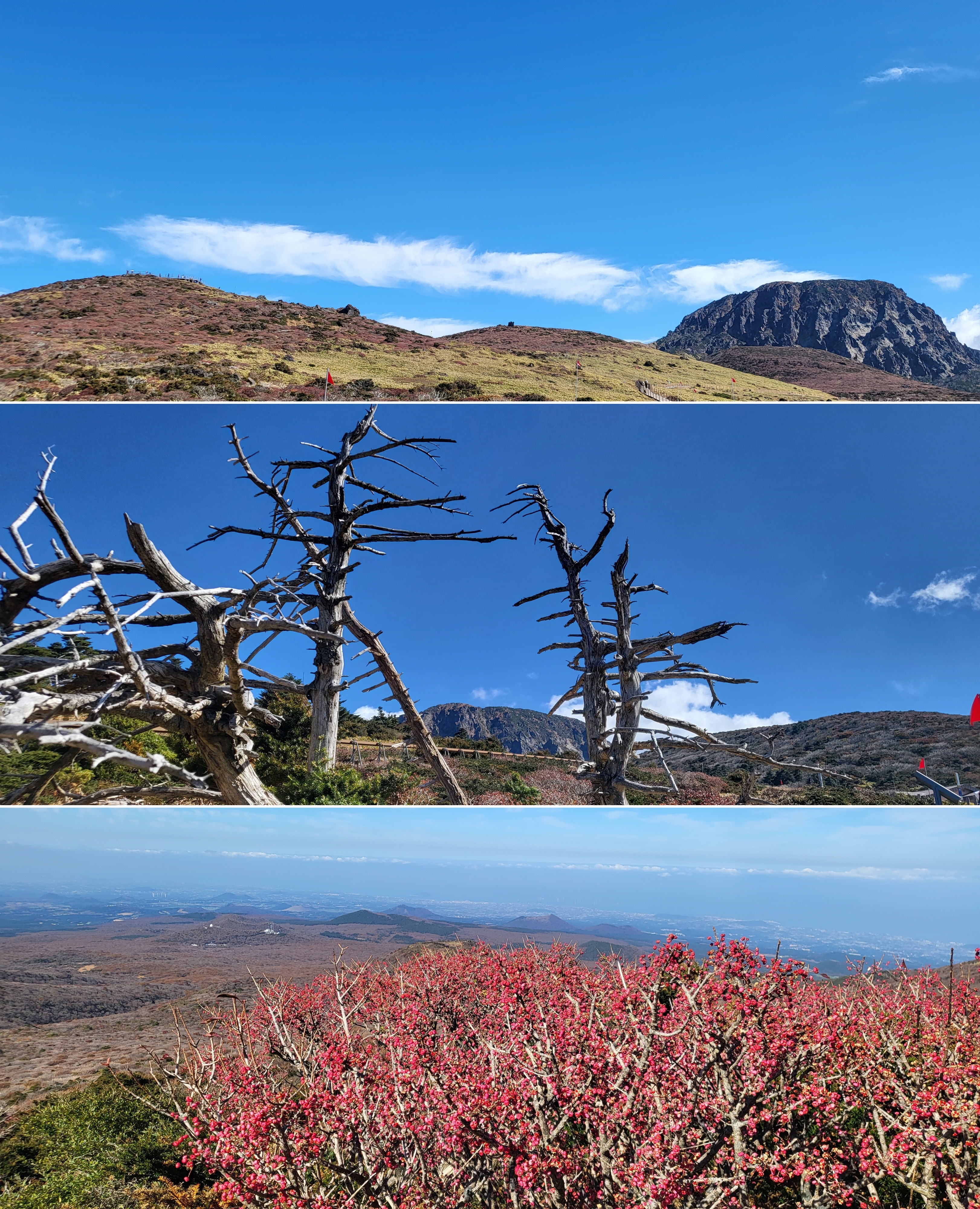 족은윗세오름 전망대에서 바라본 한라산 정상. 살아 백년 죽어 백년산다는 구상나무. 제주 강동삼 기자