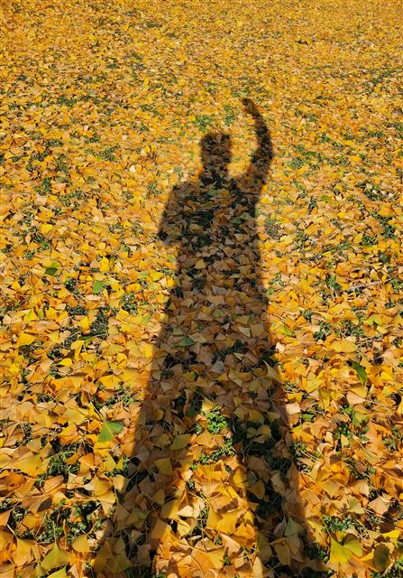 10일 경남 함양 서하면 운곡리 은행마을에서 은행나무(천연기념물 제406호)가 노랗게 물들어 가을 정취를 전하고 있다. 이 은행나무는 수령 800년으로 추정된다.2023.11.10 뉴스1