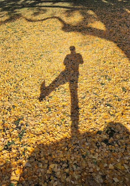 10일 경남 함양 서하면 운곡리 은행마을에서 은행나무(천연기념물 제406호)가 노랗게 물들어 가을 정취를 전하고 있다. 이 은행나무는 수령 800년으로 추정된다. 2023.11.10 뉴스1