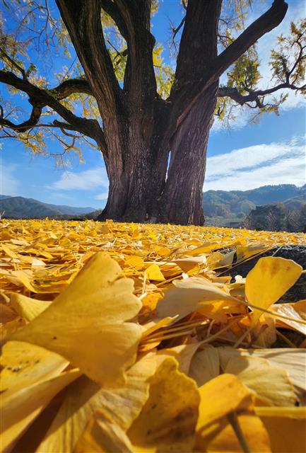 10일 경남 함양 서하면 운곡리 은행마을에서 은행나무(천연기념물 제406호)가 노랗게 물들어 가을 정취를 전하고 있다. 이 은행나무는 수령 800년으로 추정된다. 2023.11.10 뉴스1
