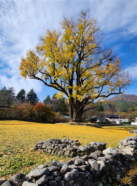 10일 경남 함양 서하면 운곡리 은행마을에서 은행나무(천연기념물 제406호)가 노랗게 물들어 가을 정취를 전하고 있다. 이 은행나무는 수령 800년으로 추정된다. 2023.11.10 뉴스1