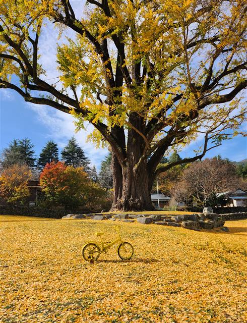 10일 경남 함양 서하면 운곡리 은행마을에서 은행나무(천연기념물 제406호)가 노랗게 물들어 가을 정취를 전하고 있다. 이 은행나무는 수령 800년으로 추정된다. 2023.11.10 뉴스1