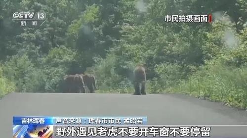 지난 6월 중국 지린성 훈춘 산길에서 포착된 야생 호랑이들. 중국중앙TV(CCTV) 캡처 연합뉴스