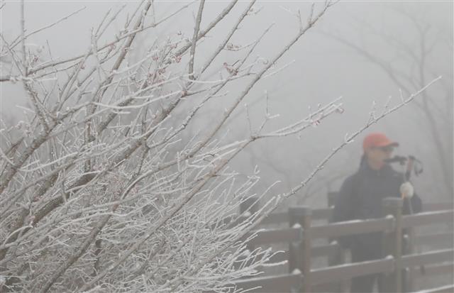 흰 눈 내려앉은 나뭇가지