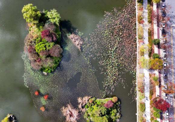 14일 오후 광주 북구 전남대학교 교정이 가을빛으로 물들고 있다. 2023.11.14  연합뉴스