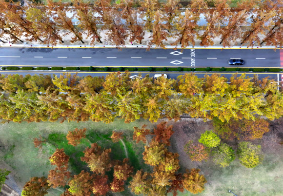 14일 오후 광주 북구 전남대학교 교정이 가을빛으로 물들고 있다. 2023.11.14  연합뉴스