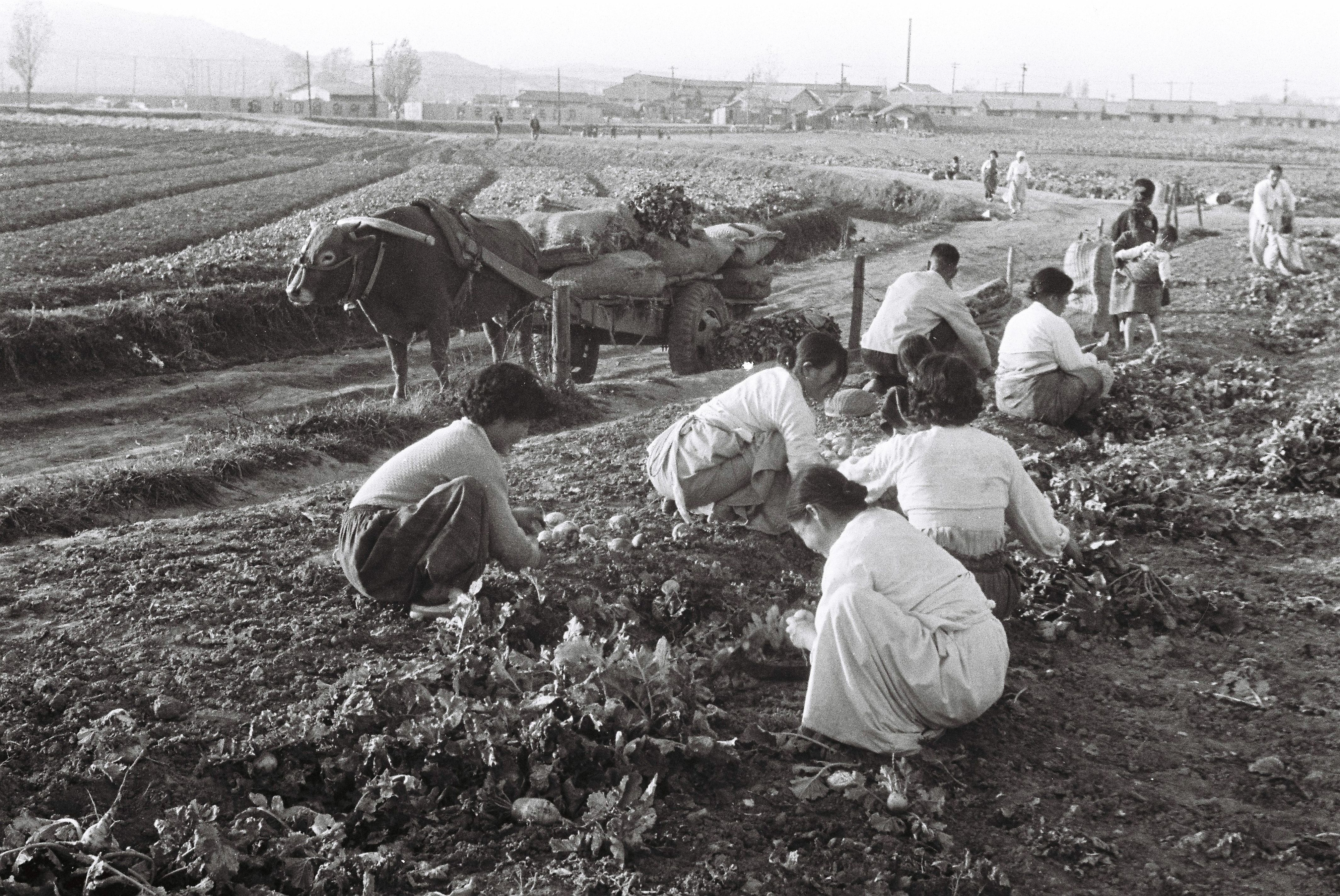 1965년 서울의 한 밭에서 주민들이 김장을 위해 배추와 무를 수확하고 있다. 1965. 11. 19 서울신문 사진창고
