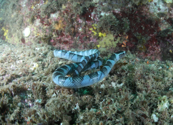 다도해해상국립공원인 소간여에서 발견된 넓은띠큰바다뱀. 국립공원공단