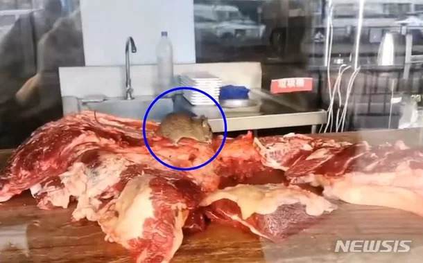 중국의 식품 위생 논란이 끊이지 않고 있다. 이번엔 한 훠궈식당의 작업대에 쥐가 돌아다니며 소고기를 뜯어먹는 영상이 소셜미디어(SNS)에 확산됐다. 출처: @star星视频·뉴시스