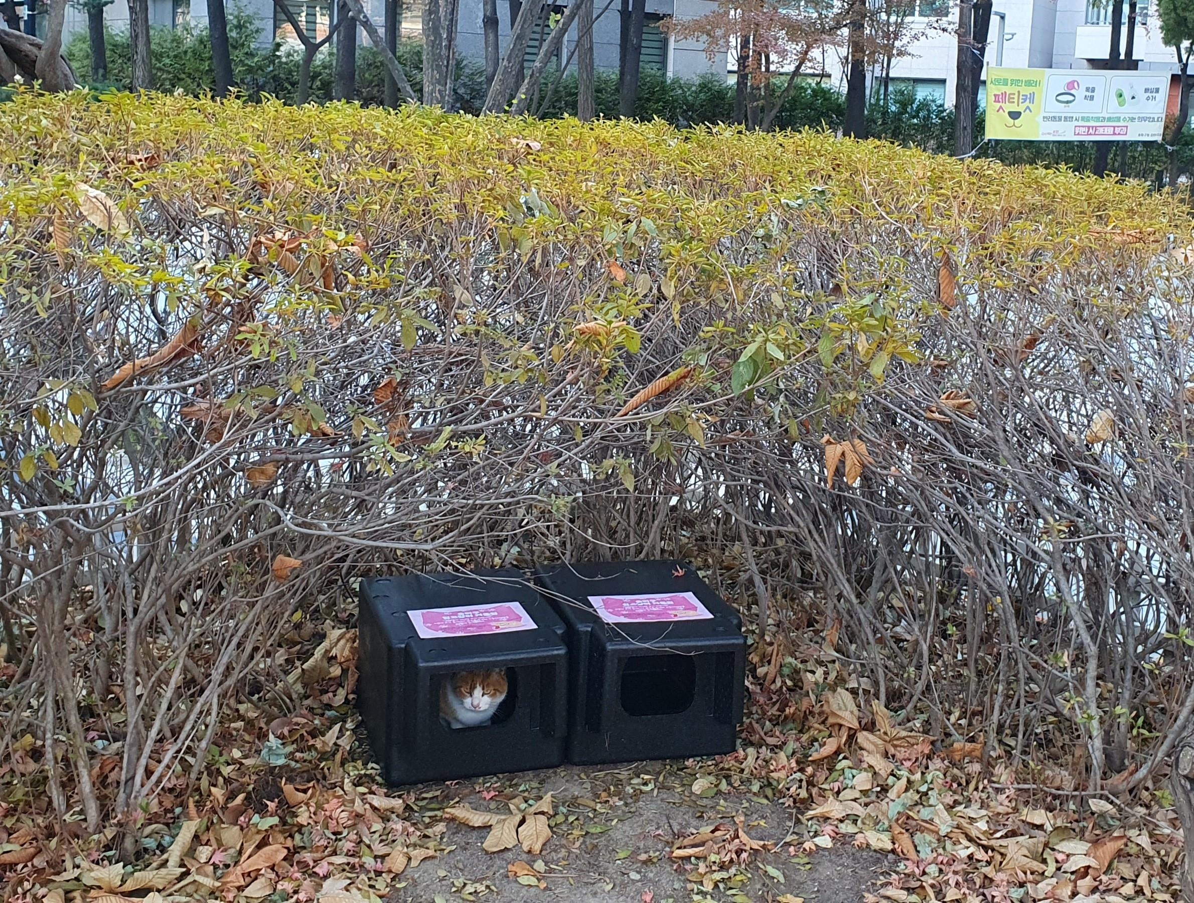 한 길고양이가 서울 송파구 풍납동 태양근린공원에 설치된 길고양이 겨울집을 사용하고 있다. 송파구 제공