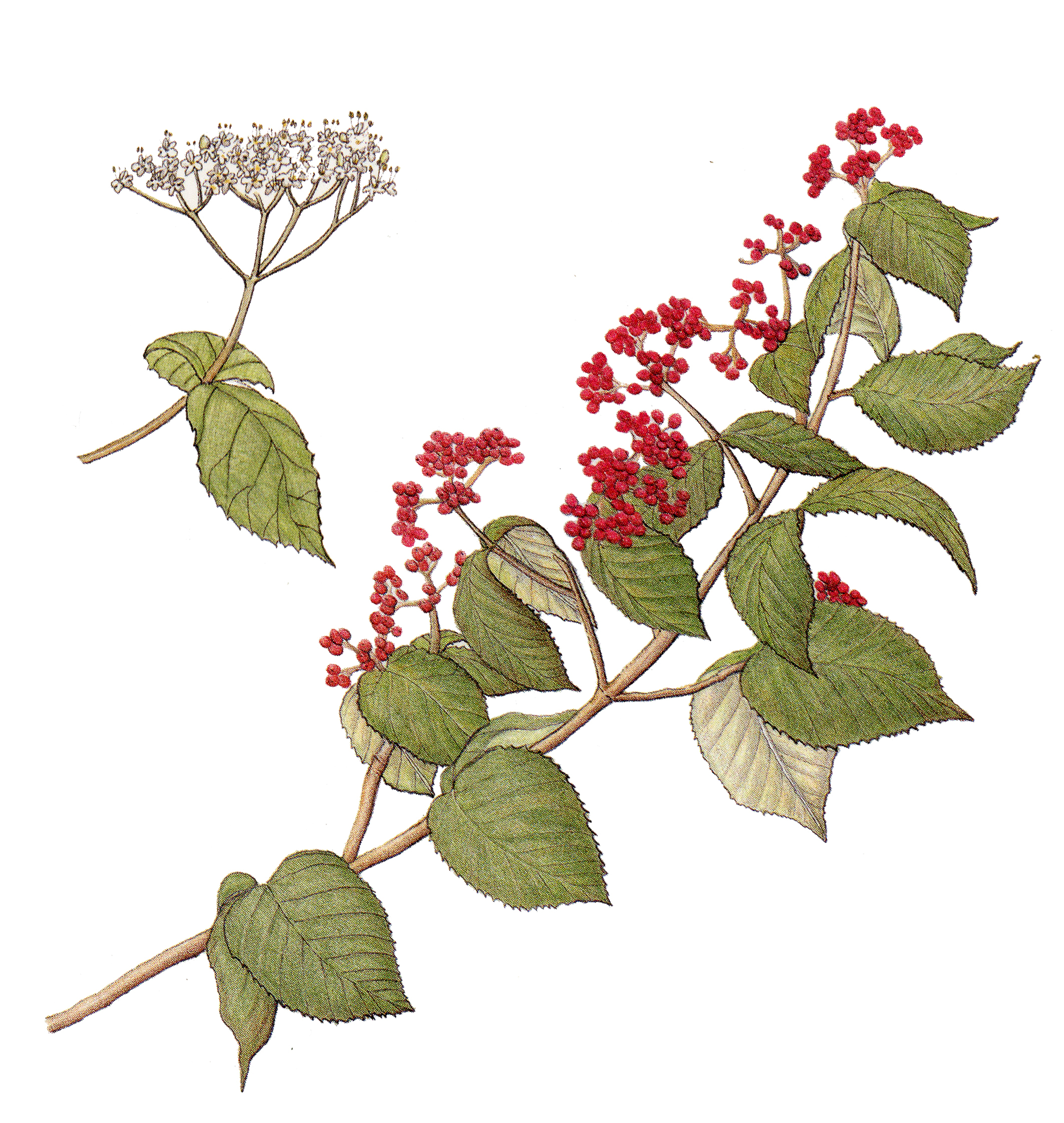 덜꿩나무의 속명 바이버넘(Viburnum)은 ‘묶다’란 뜻의 라틴어 비에르(viere)에서 비롯됐으며 이 속 식물들은 가지가 특별히 길고 유연한 특성이 있다.
