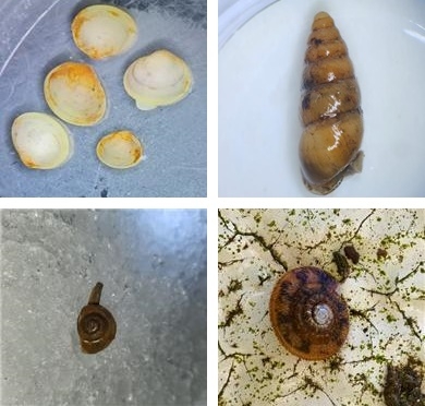 한라산국립공원에서 발견된 산골조개, 입술대고둥아재비, 제주배꼽털달팽이, 제주남방밤달팽이.(사진 왼쪽부터 시계방향). 제주도 세계유산본부 제공
