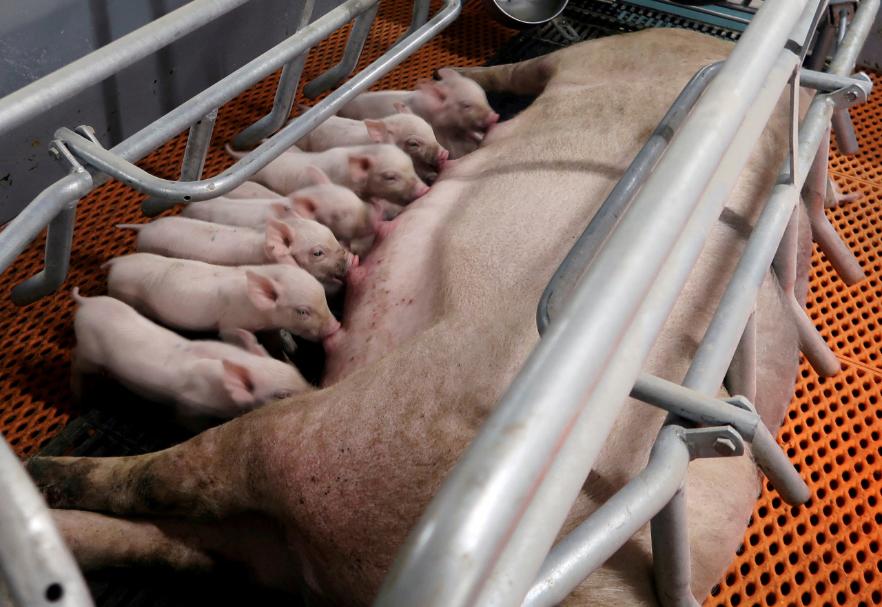 중국 양돈농가 사육 돼지들. 로이터연합뉴스